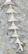 Archimedes Screw Bryozoan Fossil - Illinois #53344-2